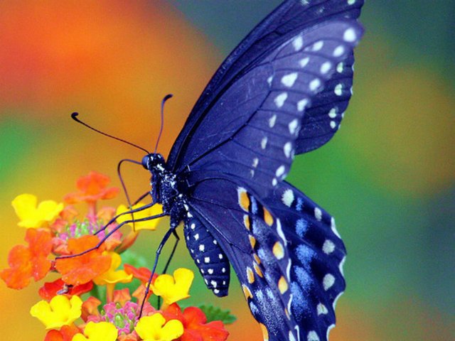 Все о бабочках в Севастополе | ЗооТом портал о животных