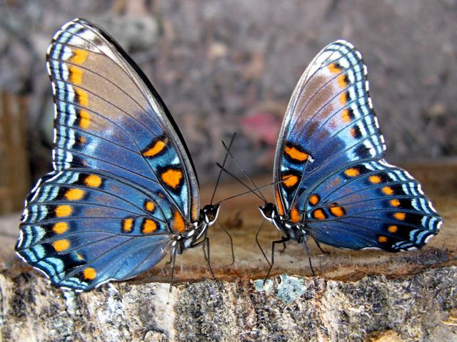 Все о бабочках в Севастополе | ЗооТом портал о животных
