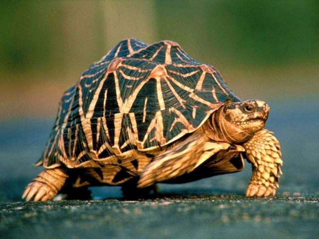 Все о черепахах в Севастополе | ЗооТом портал о животных