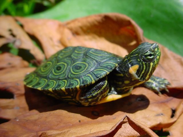 Породы черепах в Севастополе | ЗооТом портал о животных