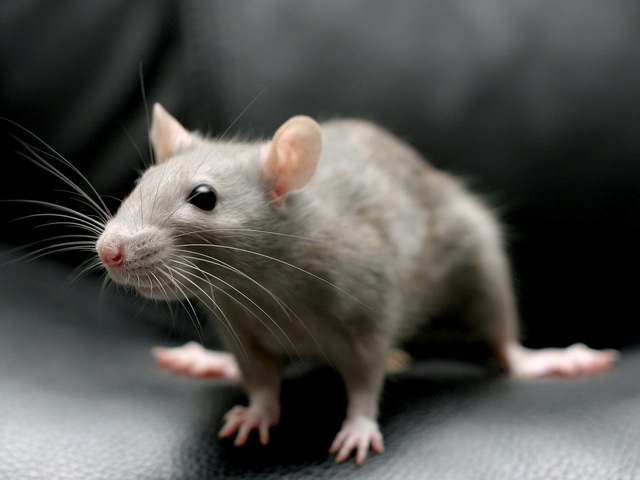 Все о крысах в Севастополе | ЗооТом портал о животных