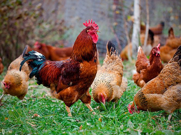 Породы куриц | ЗооТом - продажа, вязка и услуги для животных в Севастополе