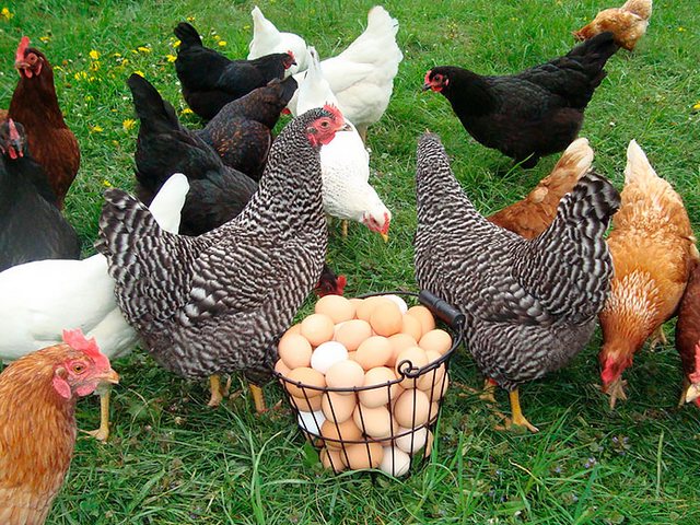 Содержание кур и уход за ними | ЗооТом - продажа, вязка и услуги для животных в Севастополе