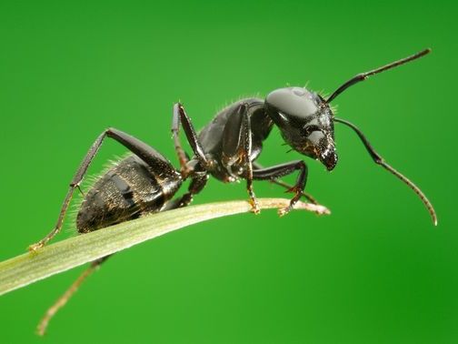 Все о муравьях в Севастополе | ЗооТом портал о животных