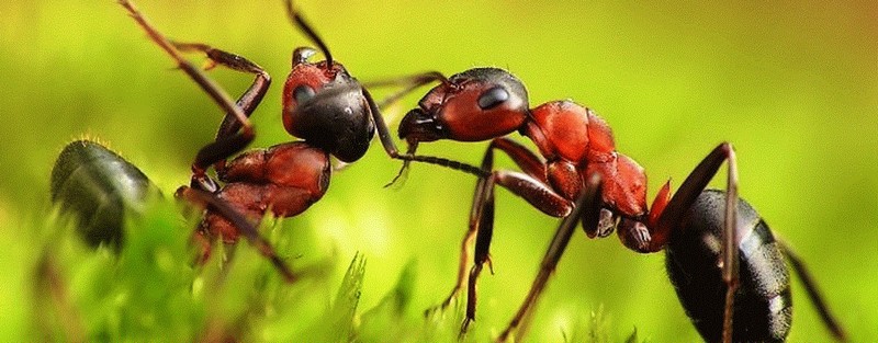 Все о муравьях в Севастополе | ЗооТом портал о животных