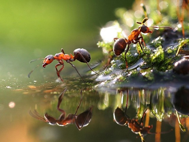 Породы муравьев в Севастополе | ЗооТом портал о животных