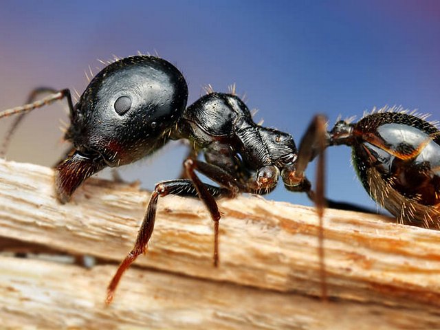 Породы муравьев в Севастополе | ЗооТом портал о животных