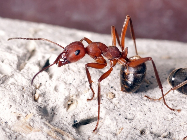 Содержание муравьев и уход за ними в Севастополе | ЗооТом портал о животных