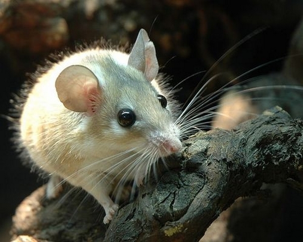 Все о мышах в Севастополе | ЗооТом - продажа, вязка и услуги для животных в Севастополе