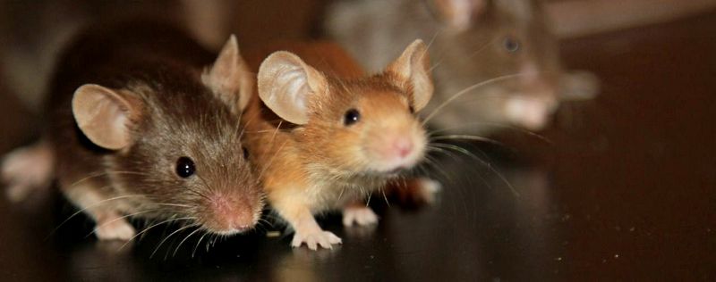Все о мышах в Севастополе | ЗооТом - продажа, вязка и услуги для животных в Севастополе