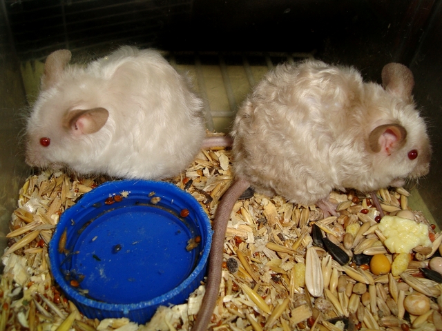 Породы мышей | ЗооТом - продажа, вязка и услуги для животных в Севастополе