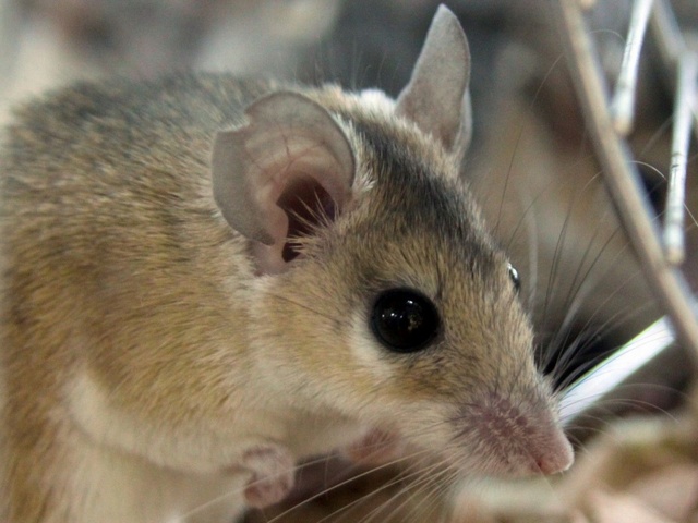 Содержание мышей и уход за ними в Севастополе | ЗооТом - продажа, вязка и услуги для животных в Севастополе