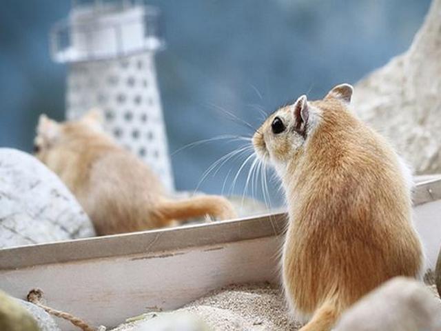Содержание мышей и уход за ними в Севастополе | ЗооТом - продажа, вязка и услуги для животных в Севастополе