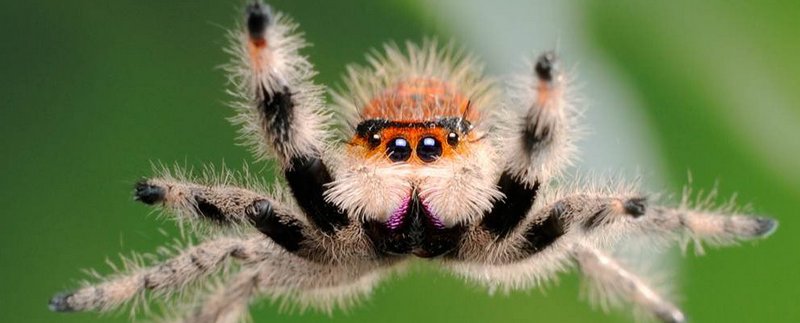 Все о пауках в Севастополе | ЗооТом портал о животных