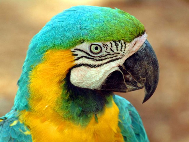 Все о попугаях в Севастополе | ЗооТом портал о животных