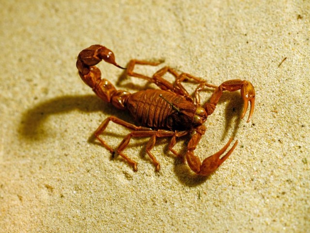 Породы скорпионов в Севастополе | ЗооТом портал о животных