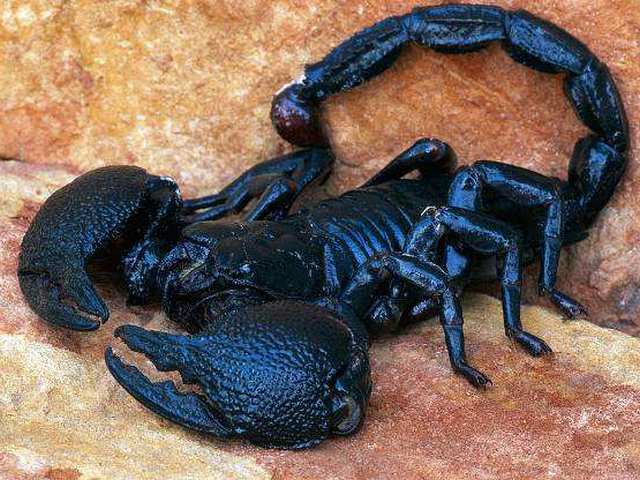 Все о скорпионах в Севастополе | ЗооТом портал о животных