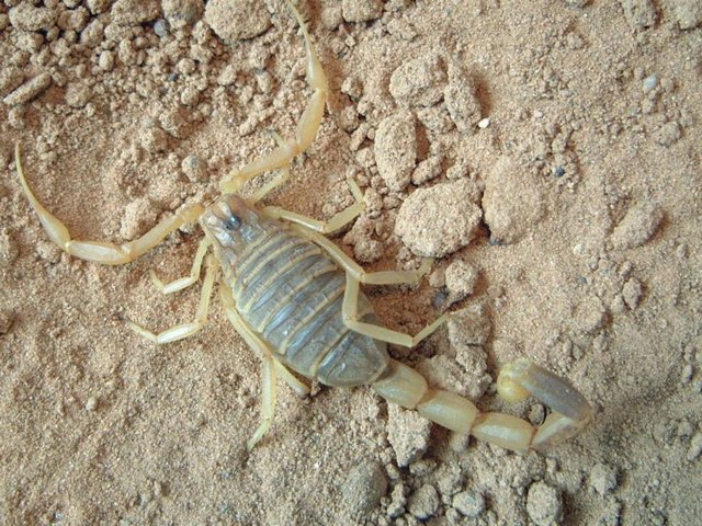 Содержание скорпионов и уход за ними в Севастополе | ЗооТом портал о животных