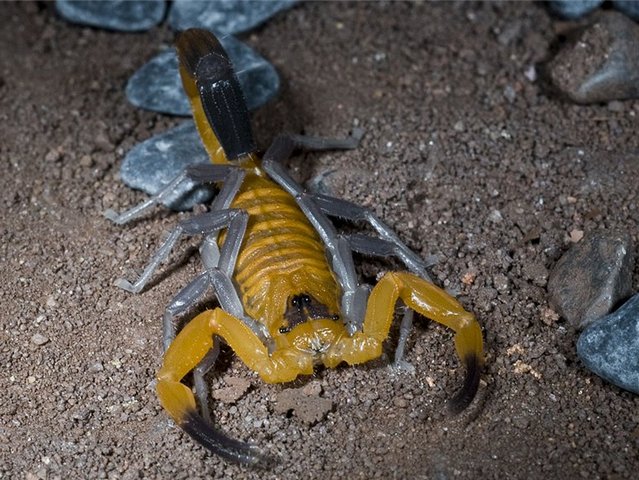 Содержание скорпионов и уход за ними в Севастополе | ЗооТом портал о животных