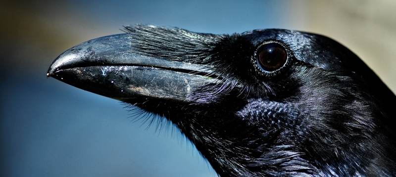 Все о воронах в Севастополе | ЗооТом портал о животных