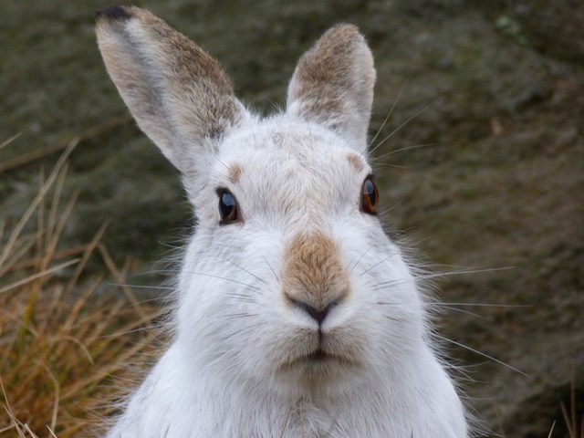Содержание зайцев и уход за ними | ЗооТом - продажа, вязка и услуги для животных в Севастополе