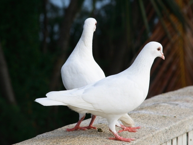Все о голубях | ЗооТом - продажа, вязка и услуги для животных в Севастополе