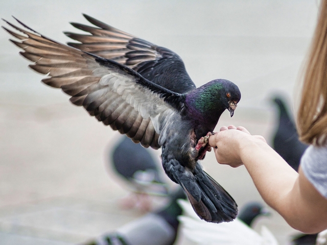 Все о голубях | ЗооТом - продажа, вязка и услуги для животных в Севастополе