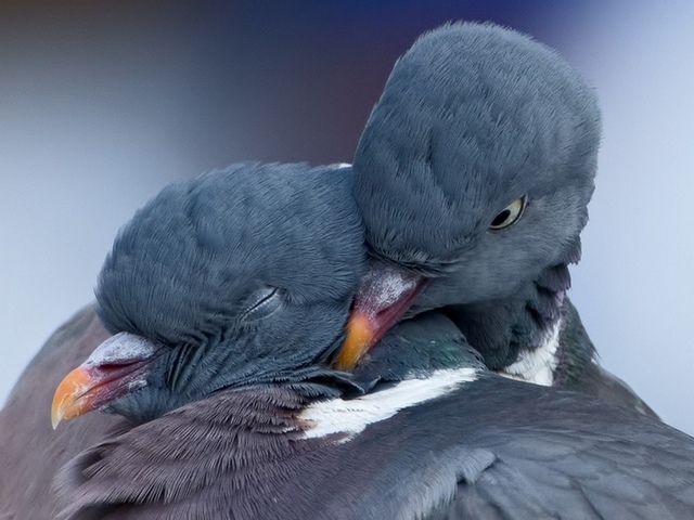 Содержание голубей и уход за ними в Севастополе