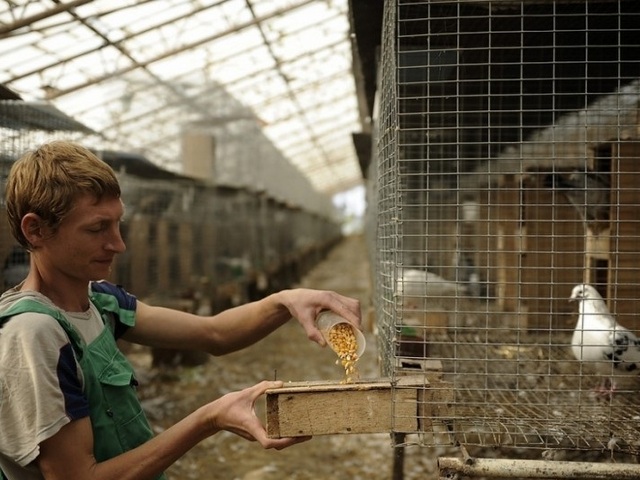 Содержание голубей и уход за ними | ЗооТом - продажа, вязка и услуги для животных в Севастополе