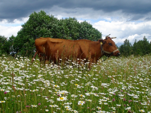 Все о коровах в Севастополе | ЗооТом портал о животных