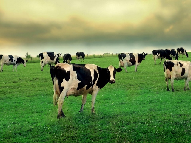 Содержание коров и уход за ними в Севастополе | ЗооТом портал о животных
