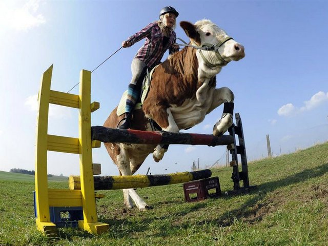 Статьи о коровах в Севастополе | ЗооТом портал о животных