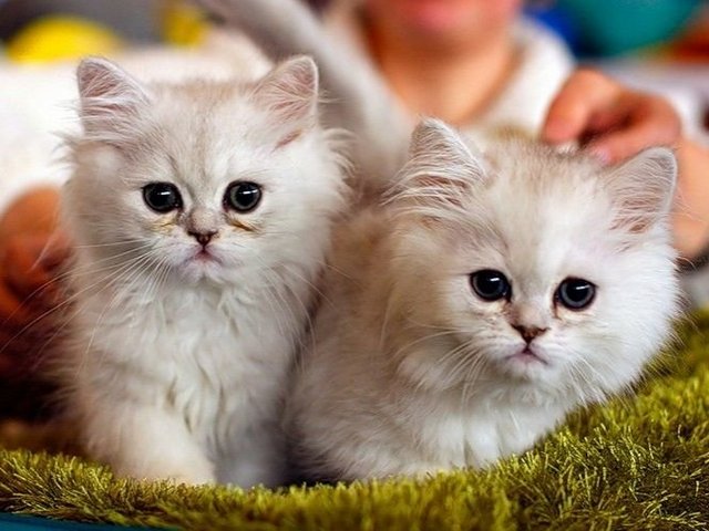 Породы кошек в Севастополе | ЗооТом портал о животных