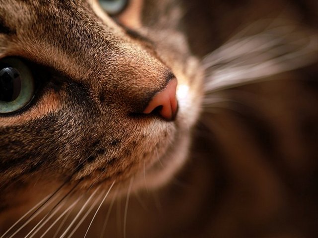 Статьи о кошках в Севастополе | ЗооТом портал о животных
