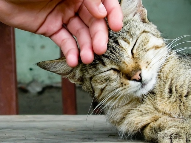 Интересные статьи о кошках в Севастополе | ЗооТом портал о животных