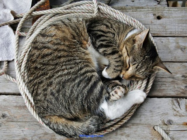 Все о кошках в Севастополе | ЗооТом портал о животных