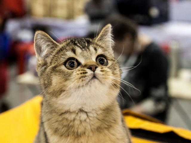 Выставки кошек в Севастополе | ЗооТом портал о животных