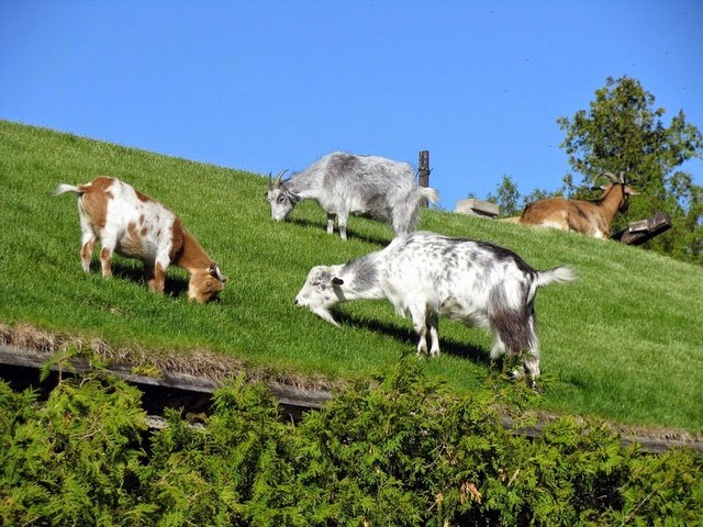 Все о козах в Севастополе | ЗооТом портал о животных
