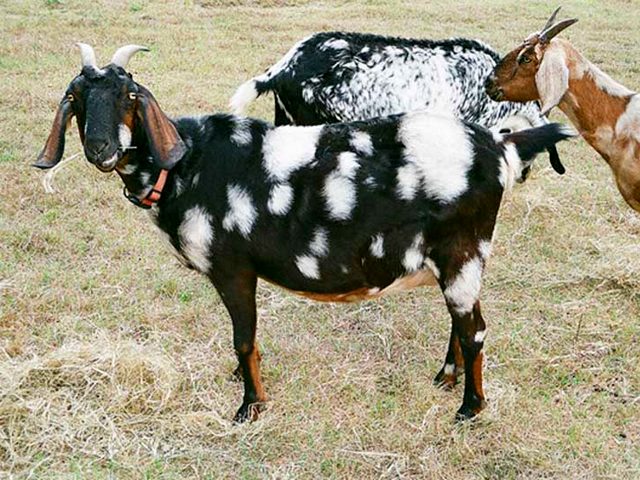 Породы коз в Севастополе | ЗооТом портал о животных