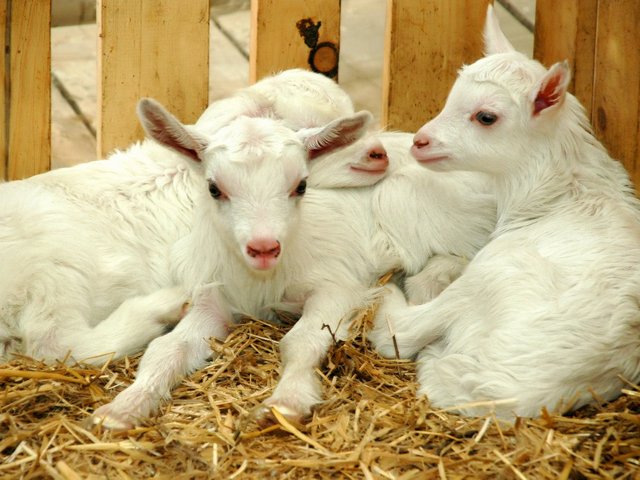 Содержание коз и уход за ними в Севастополе | ЗооТом портал о животных