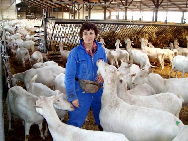 Содержание коз и уход за ними в Севастополе | ЗооТом портал о животных