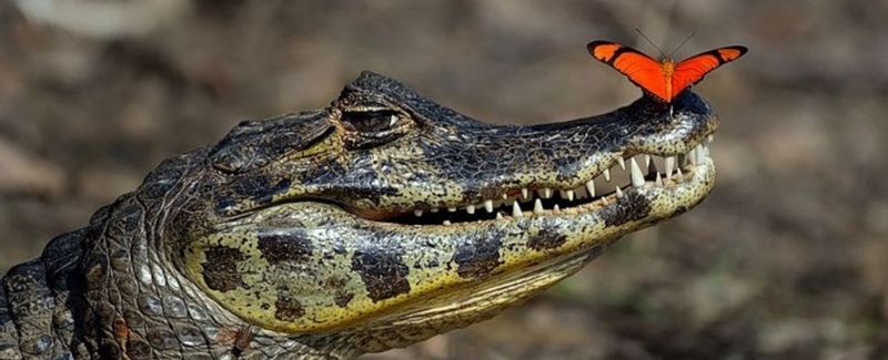 Все о крокодилах в Севастополе | ЗооТом портал о животных