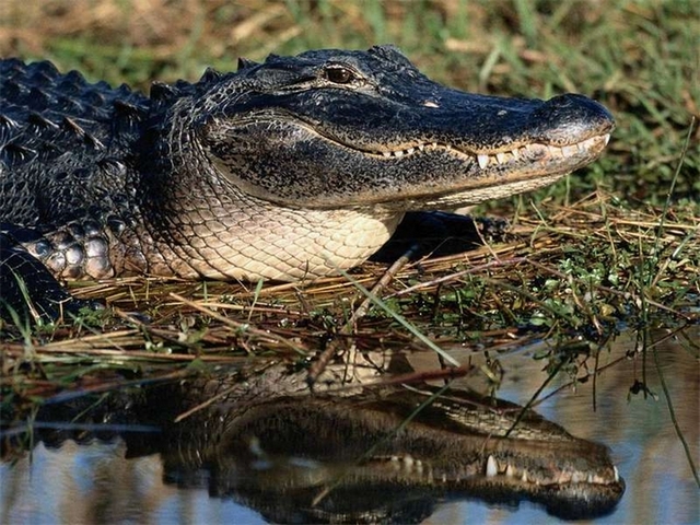 Породы крокодилов в Севастополе | ЗооТом портал о животных