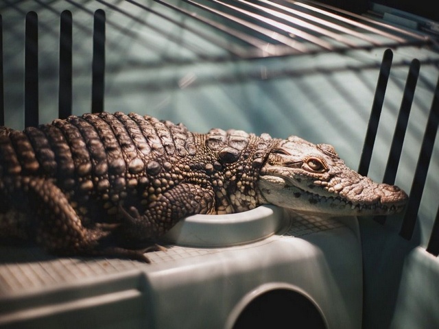 Содержание крокодилов и уход за ними в Севастополе | ЗооТом портал о животных