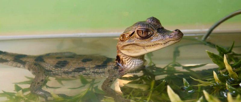 Содержание крокодилов и уход за ними в Севастополе | ЗооТом портал о животных