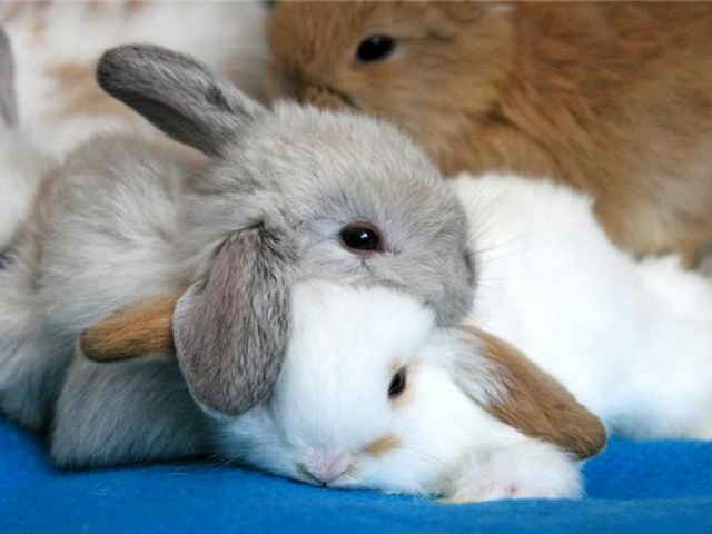 Статьи о кроликах в Севастополе | ЗооТом портал о животных