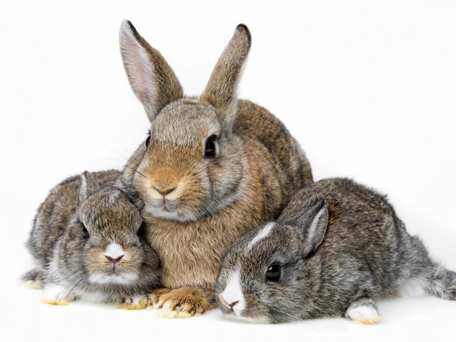 Все о кроликах в Севастополе | ЗооТом портал о животных