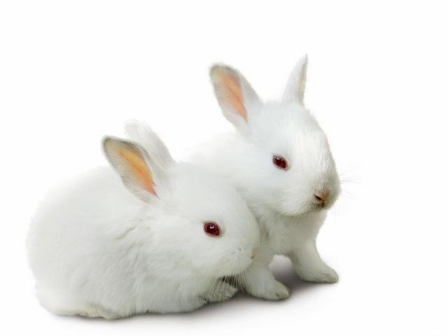 Все о кроликах в Севастополе | ЗооТом портал о животных