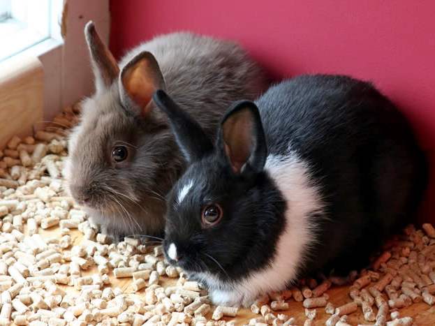 Содержание кроликов и уход за ними в Севастополе | ЗооТом портал о животных
