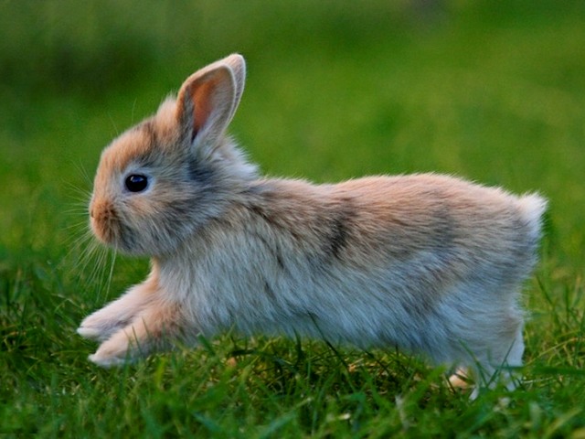 Статьи о кроликах в Севастополе | ЗооТом портал о животных
